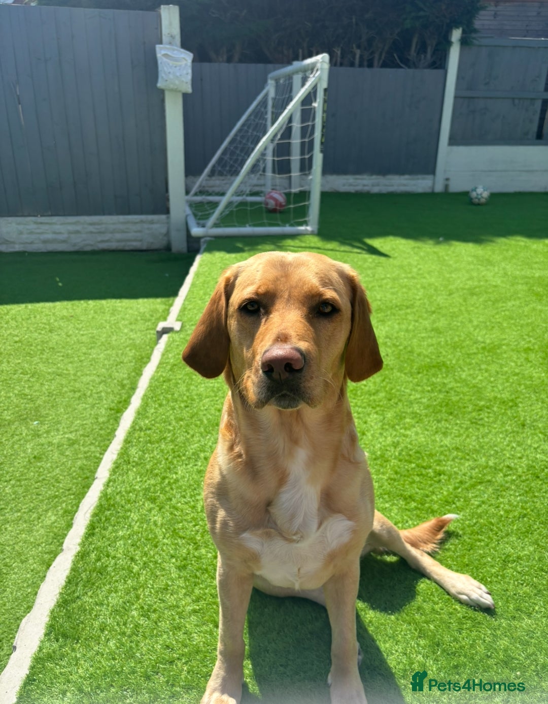 Labrador Retriever dogs for sale: 🐾 Adorable Labrador Puppies - Ready to Reserve 🐾 - Image 1