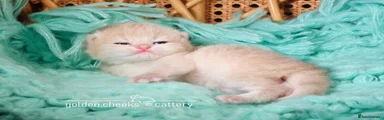 British Shorthair Blue Golden Shaded