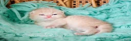 British Shorthair cats for sale: Exceptional Kittens from Outstanding Bloodlines  - Advert 8