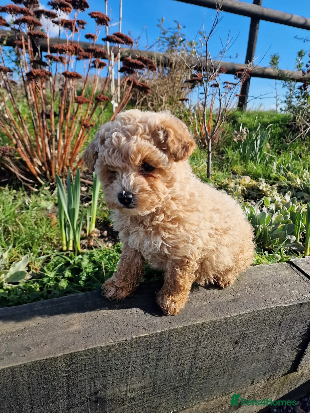Maltipoo dogs for sale: Exceptional toy maltipoo - Advert 1