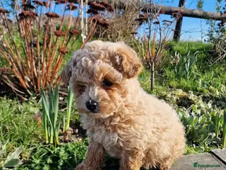 Maltipoo dogs Exceptional toy maltipoo - Advert 1