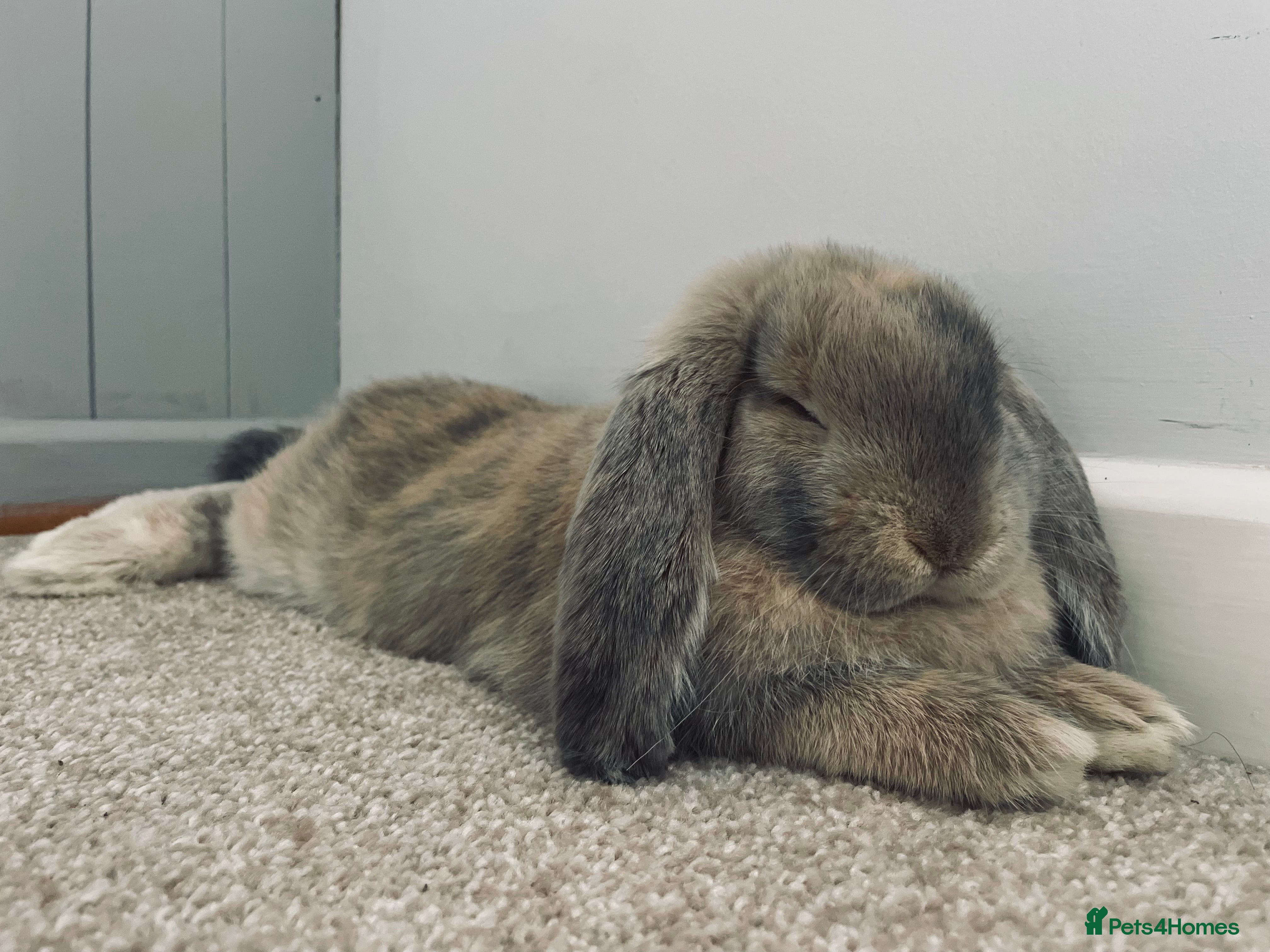 French Lop rabbits Gorgeous Giant French Lop - Advert 2