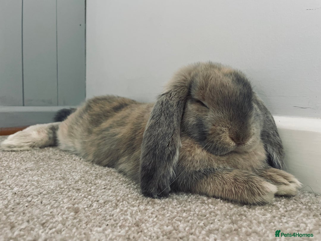 French Lop rabbits for sale: Gorgeous Giant French Lop - Advert 1