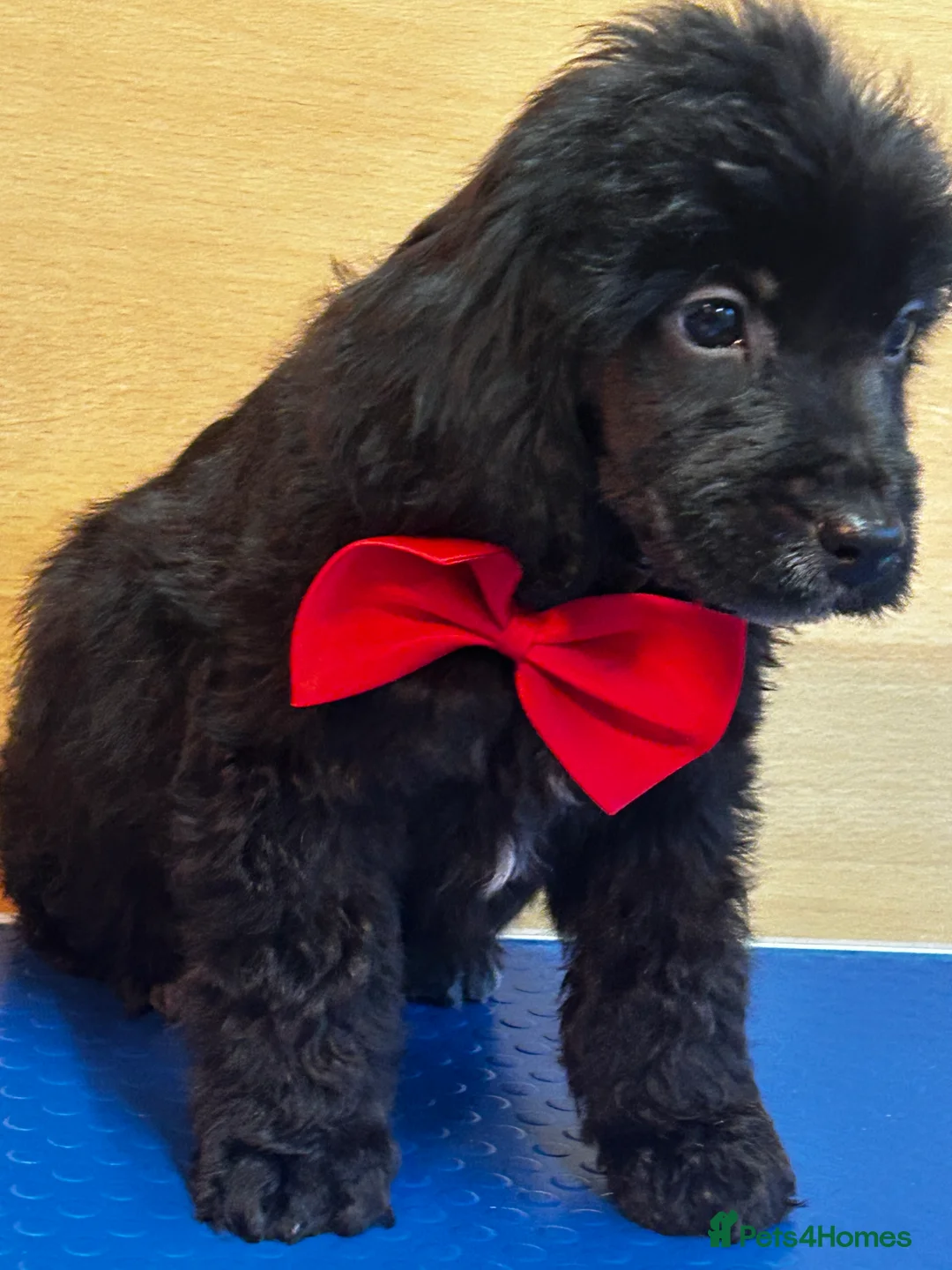 Cockapoo dogs for sale:  Northampton Cockapoos. Adorable F1 puppies - Advert 37