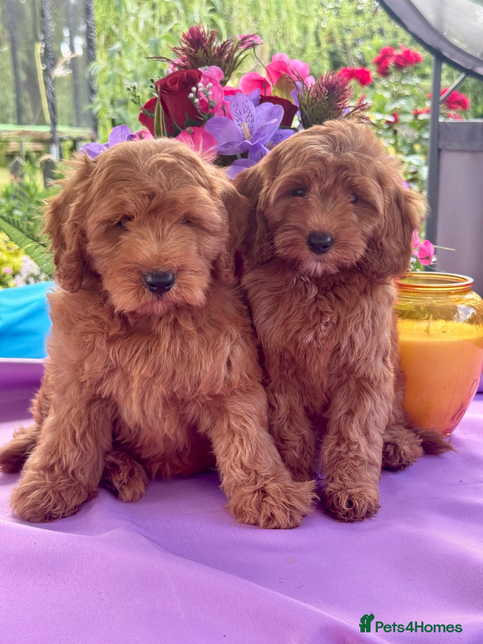 Cockapoo dogs 2 left f1 dna tested clear cockerpoos puppies  - Advert 11