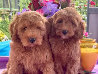 Cockapoo dogs 2 left f1 dna tested clear cockerpoos puppies - Advert 11