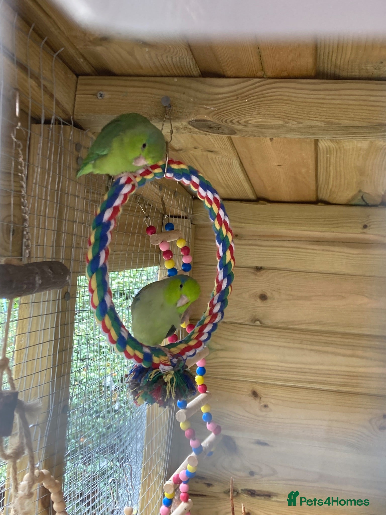 Parakeets birds Male and Female Parrotlets - Advert 1