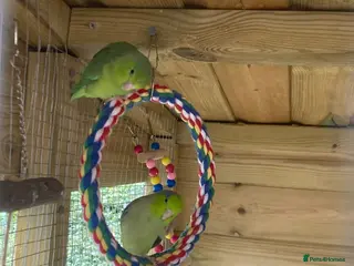 Parakeets birds 3 Parrotelets 1Male and 2 female £100 all 3 - Advert 1