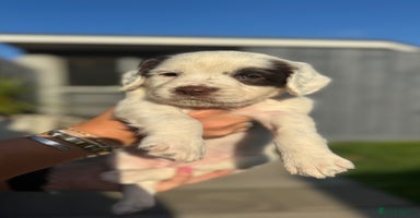 English Springer Spaniel dogs - Advert 2
