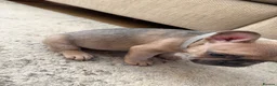 French Bulldog dogs for sale: 3 Gorgeous French Bulldog puppies  - Advert 15
