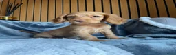 Cocker Spaniel dogs for sale: KC reg Working cockers - Outstanding pedigree - Advert 21