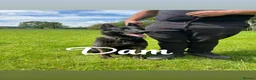 German Shepherd dogs for sale: Kc reg German shepherd puppys - Advert 24