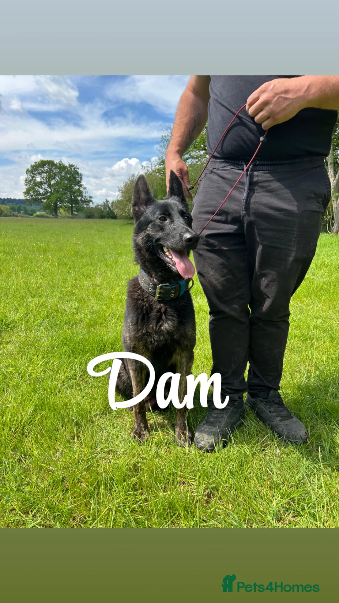 German Shepherd dogs for sale: Kc reg German shepherd puppys - Advert 24