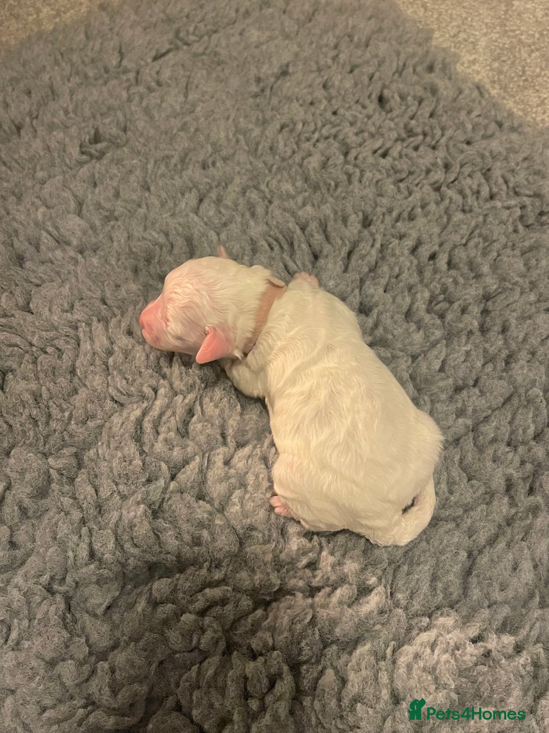 Poochon dogs for sale: Beautiful Poochon puppies for sale  - Advert 16