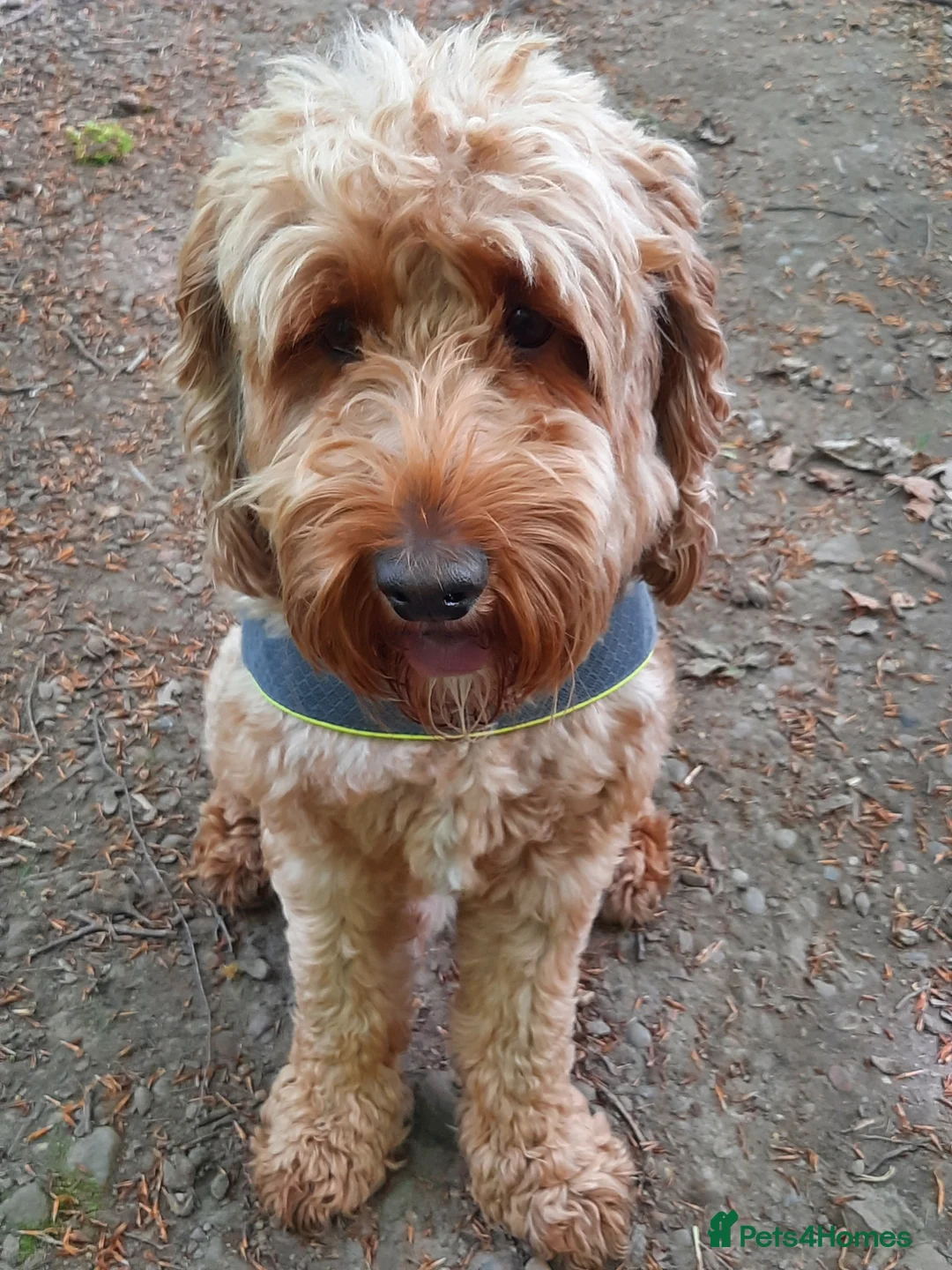 Cockapoo dogs for stud: Proven Cockapoo available for stud in Dalkeith - Advert 3