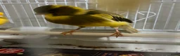 Canaries birds for sale: Mix selection of canaries Norwich/Border  - Advert 12