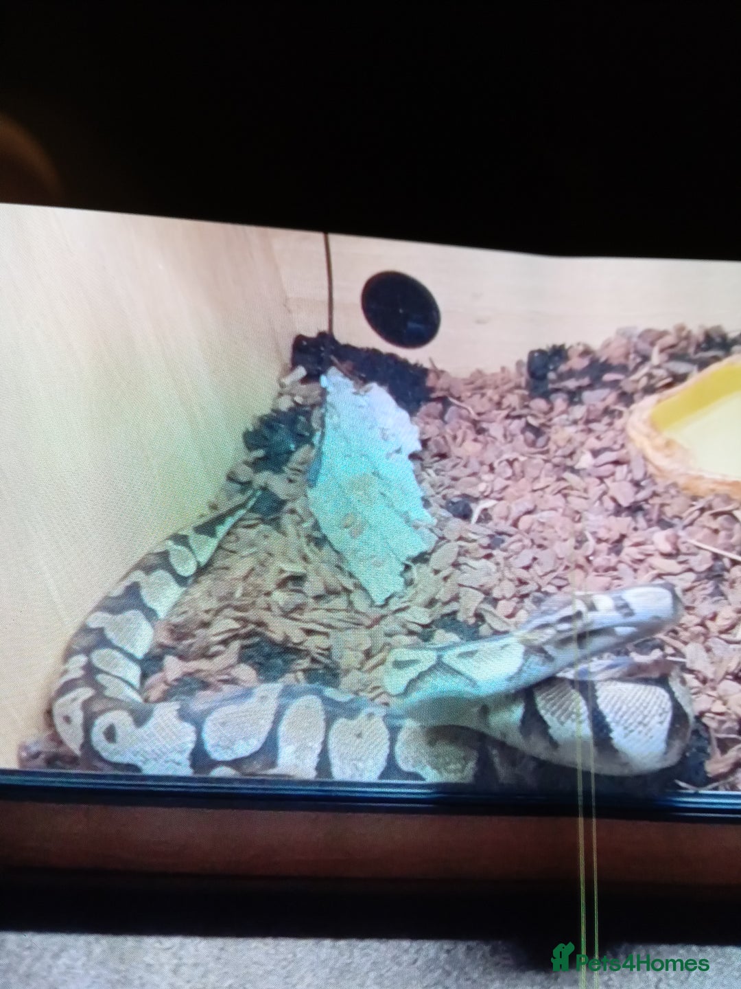 Snake reptiles for sale: Royal python snake  - Image 3