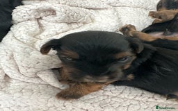 Yorkshire Terrier dogs for sale: Yorkshire terrier puppies  - Image 8