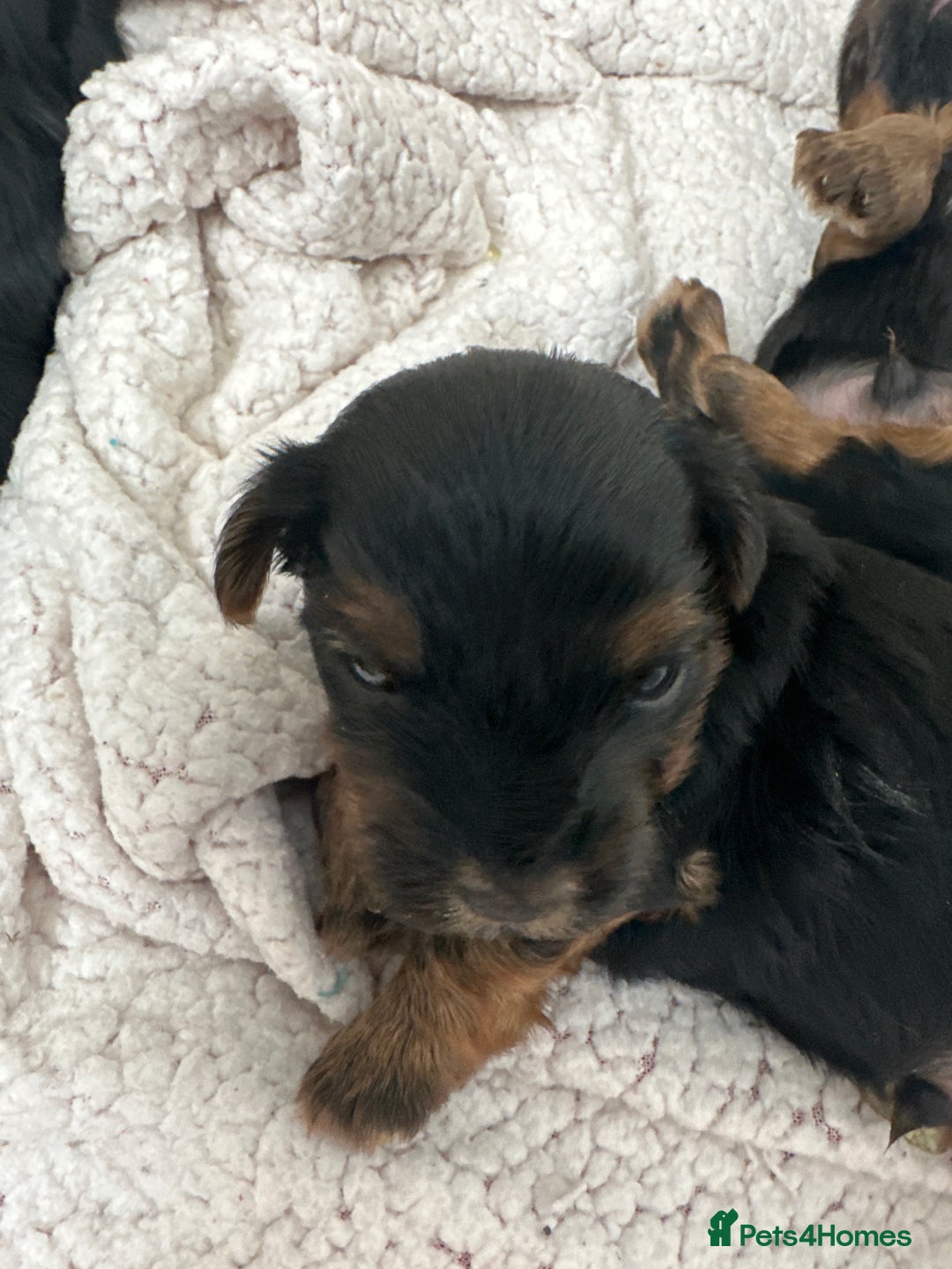 Yorkshire Terrier dogs for sale: Yorkshire terrier puppies  - Image 8