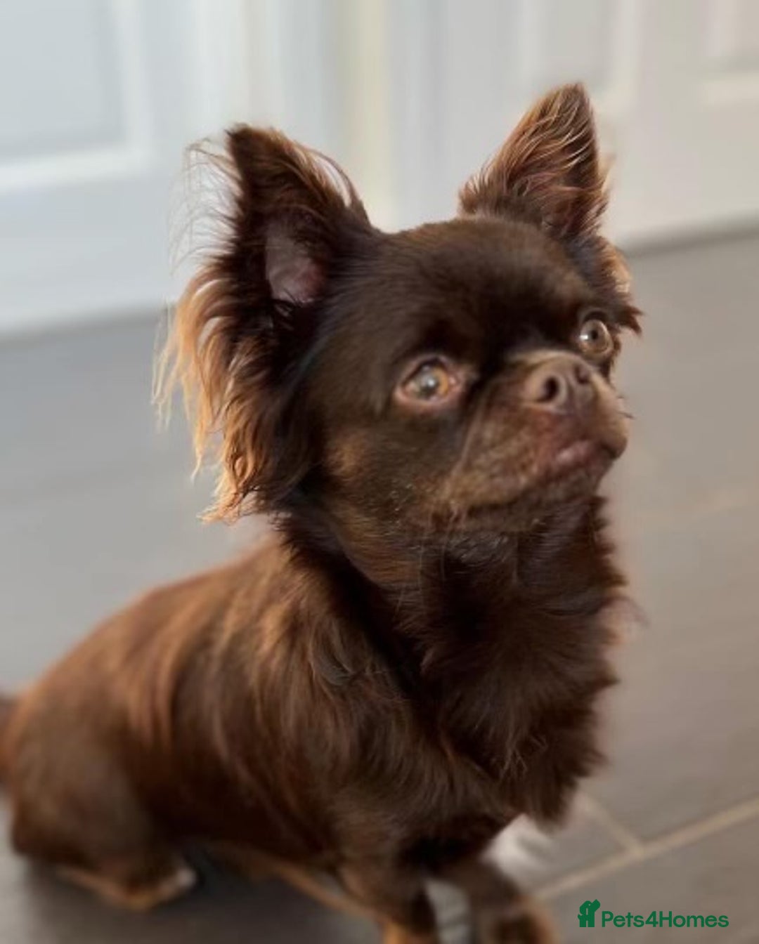 Chihuahua dogs for stud: Duke- KC Reg Chocolate Long Coat Stud Available in Tredegar - Advert 3