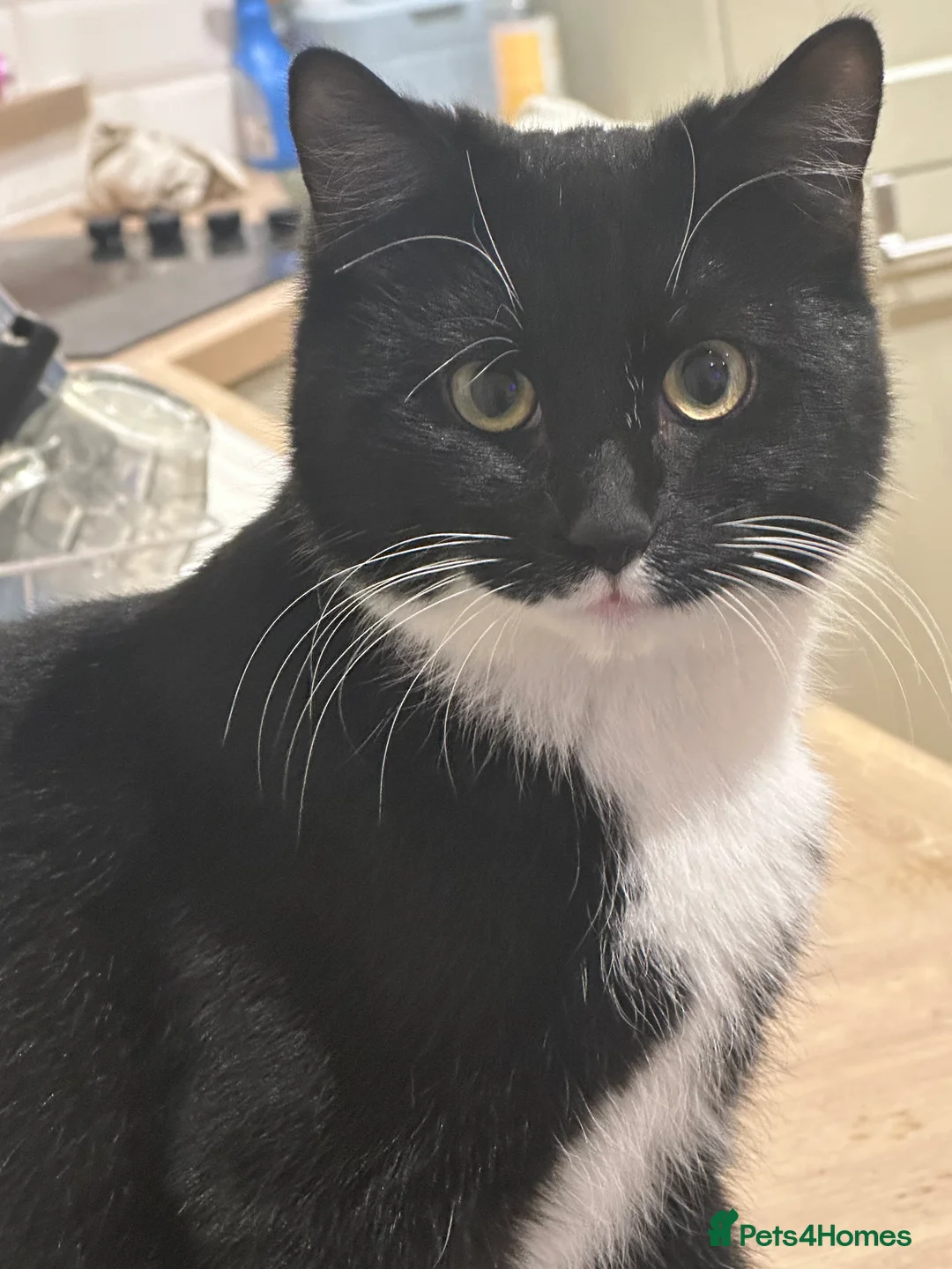 Mixed Breed cats for sale: 2x male kittens for sale. - Advert 7