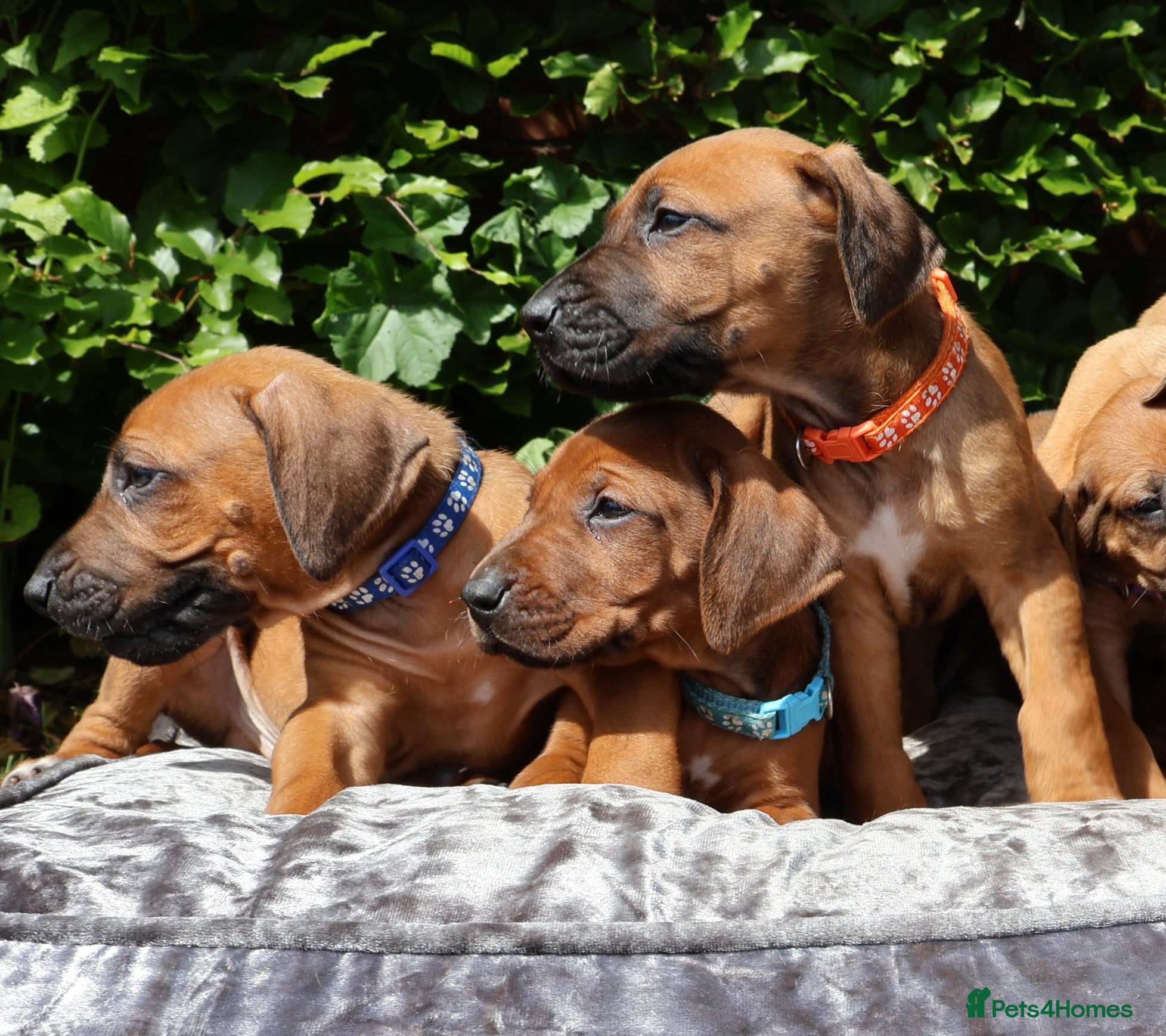 Rhodesian Ridgeback dogs CHAMPION SOUTH AFRICAN KC RHODESIAN RIDGEBACKS - Advert 8