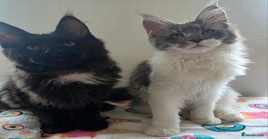 Maine Coon cats - Advert 11