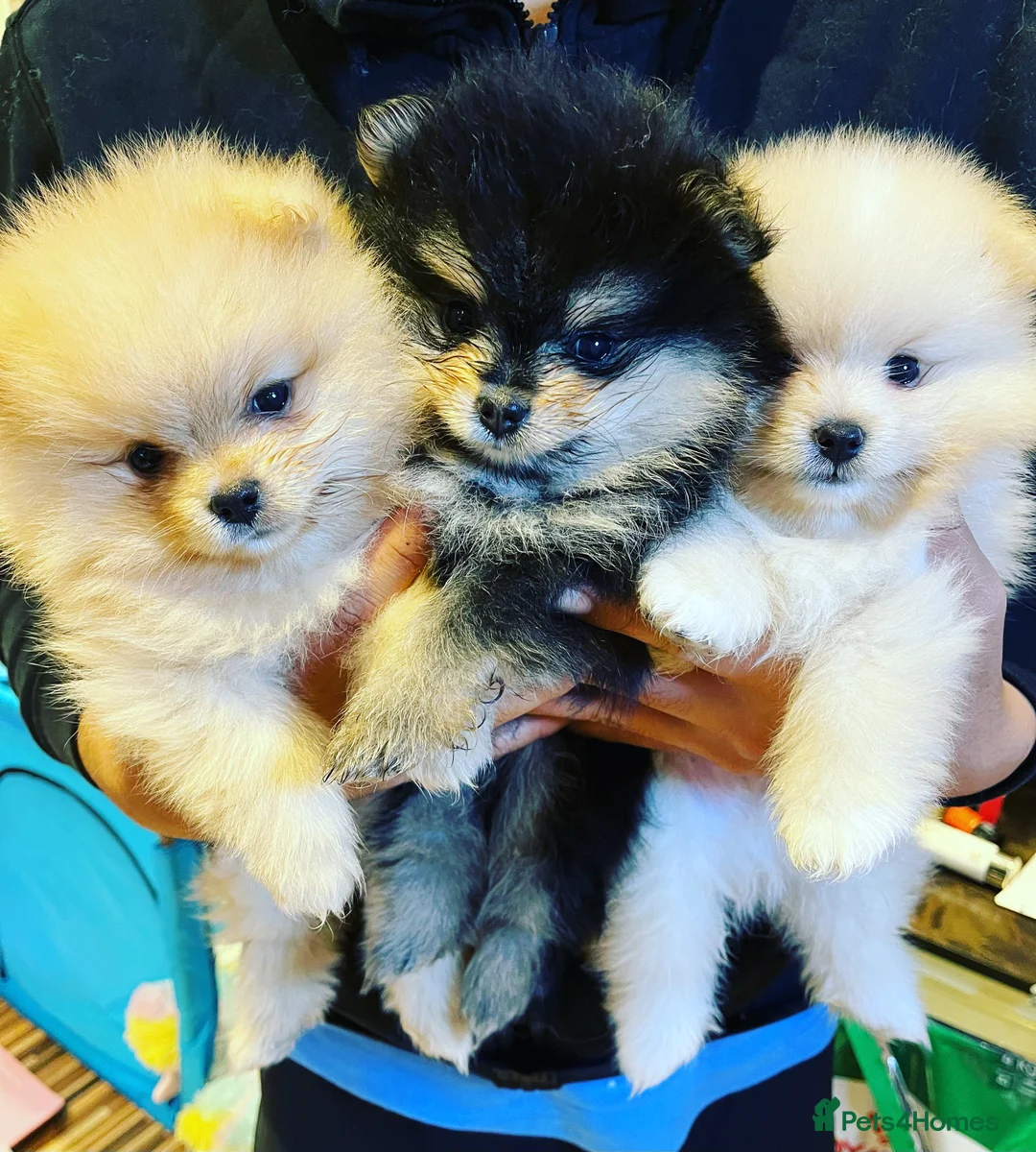 Pomeranian dogs for stud: STUNNING FENDI OPEN AT STUD 🏆CHAMPION SIRED🏆 in Grays - Advert 34