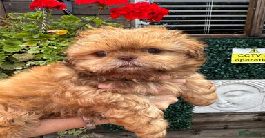 Shih Tzu dogs - Advert 6