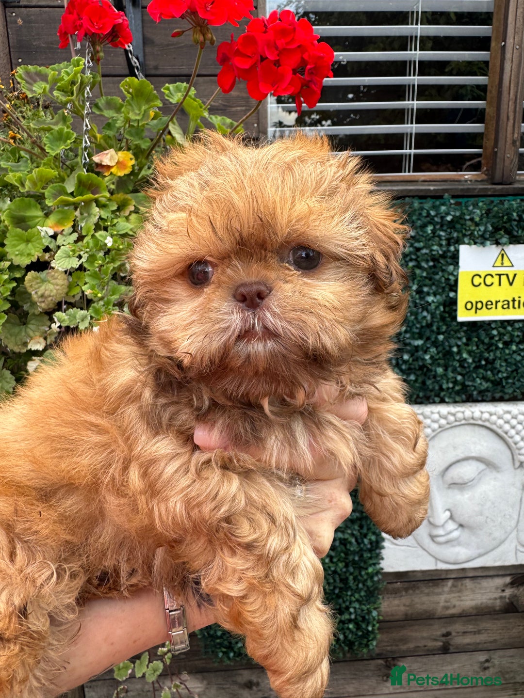 Shih Tzu dogs for sale: Exceptional pedigree litter ready NOW  - Image 3