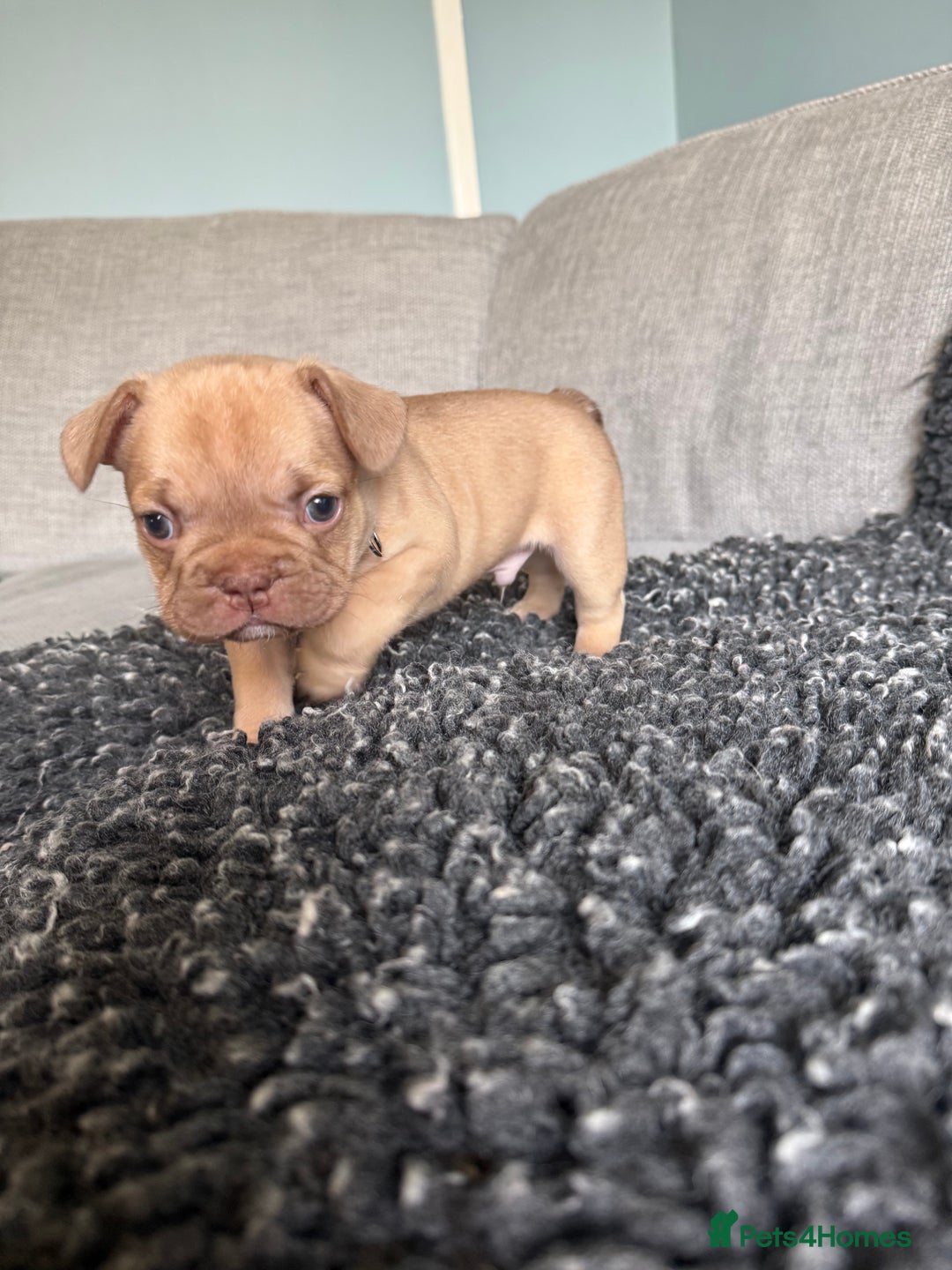 French Bulldog dogs for sale: French Bulldog Puppies. Rojo, New Shade, Isabella. - Advert 15