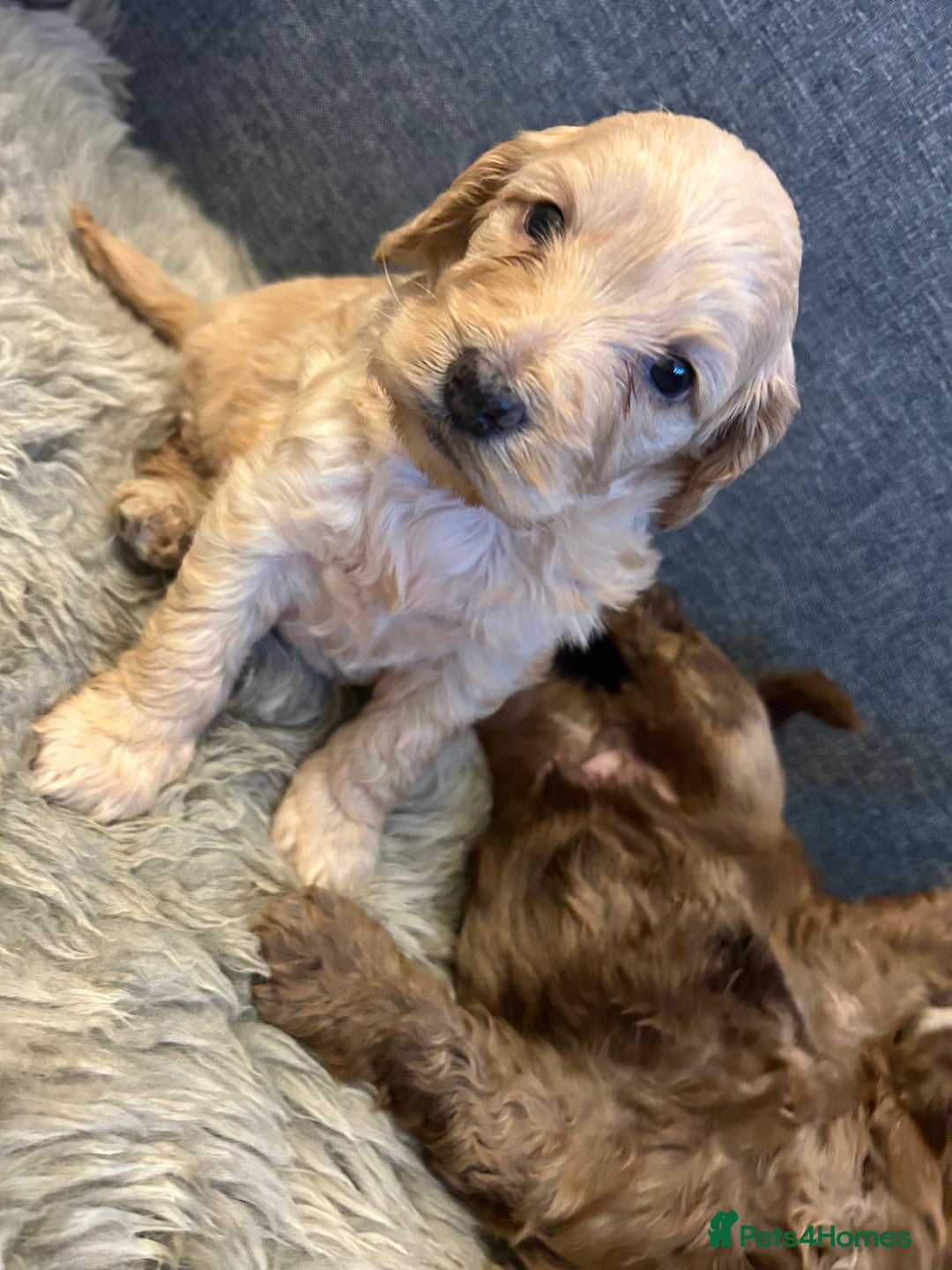 Cockapoo dogs for sale: 5 adorable cockapoo puppies  - Advert 23