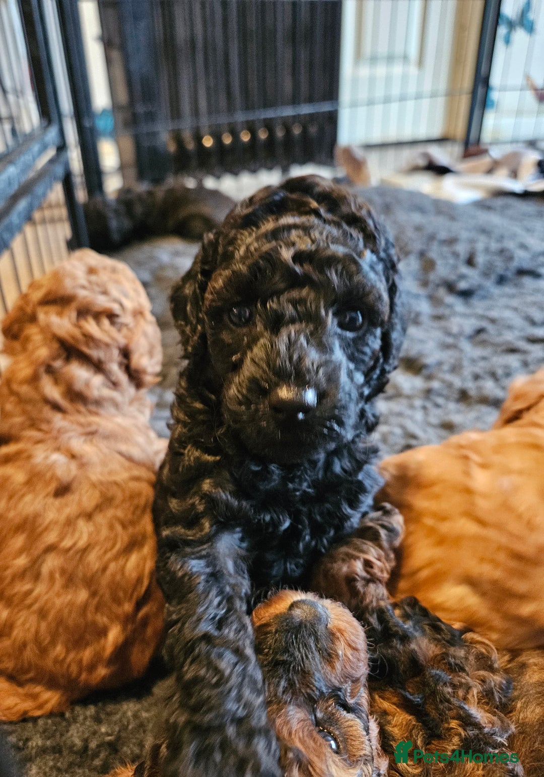 Miniature Poodle dogs for sale: Beautiful Health Tested Poodles - Advert 23