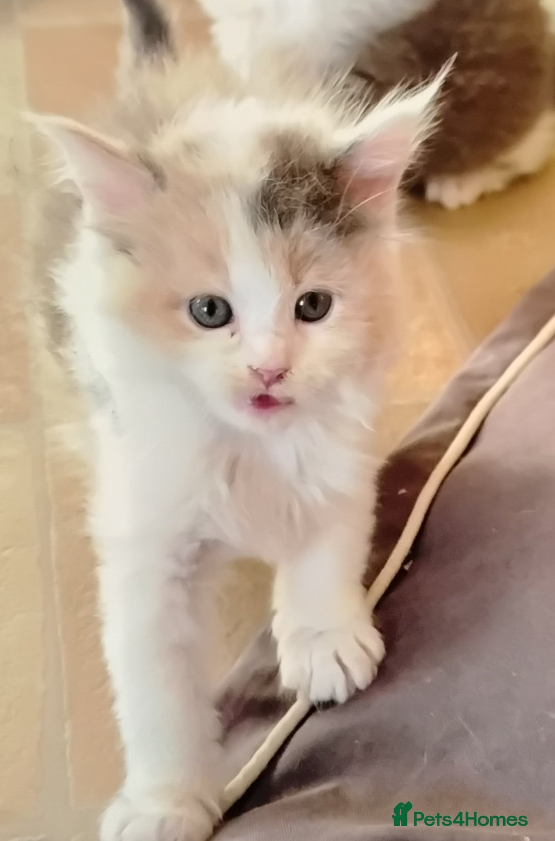 Maine Coon cats for sale: Tica registered maincoon kittens  - Advert 18