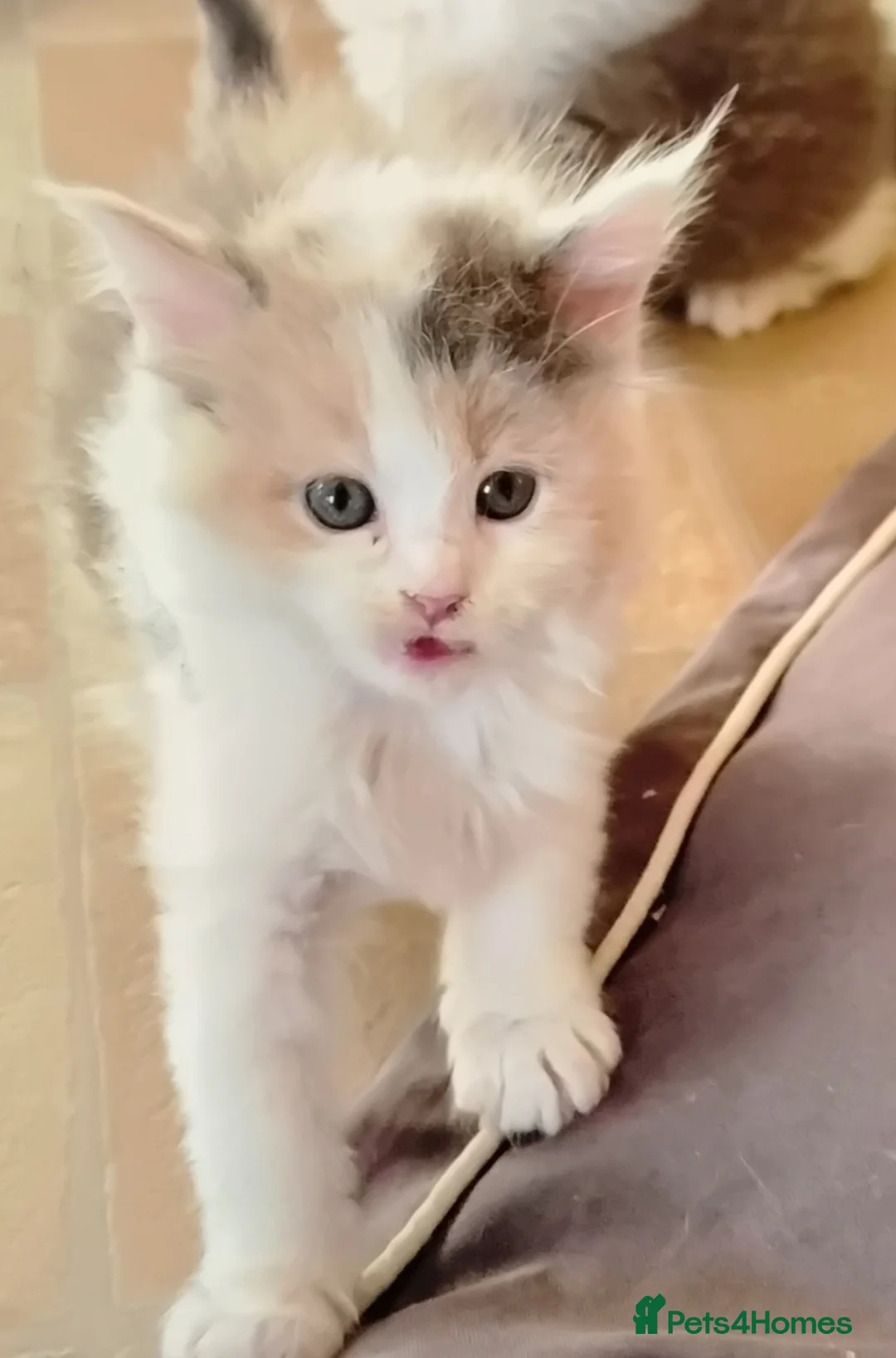 Maine Coon cats for sale: Tica reg maincoon male PET HOME ONLY - Advert 20