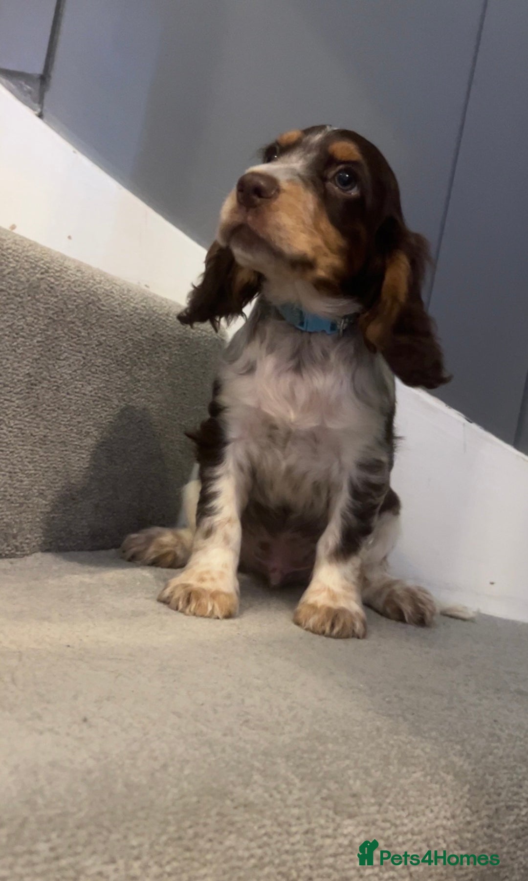 Cocker Spaniel dogs for sale: Cocker spaniel puppies  - Image 8