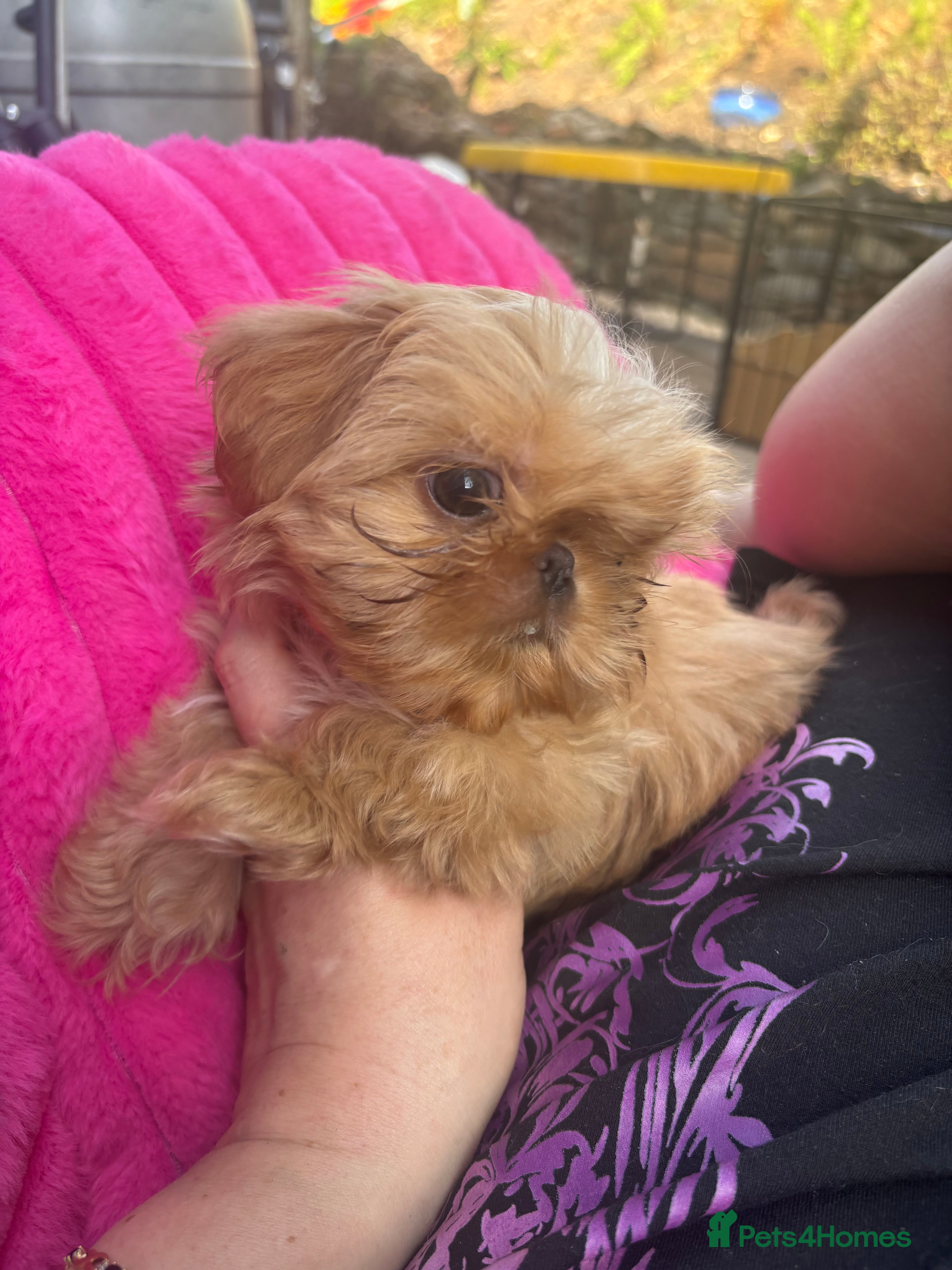 Shih Tzu dogs Beautiful Shih Tzu Puppies, lovely Temperaments - Advert 2