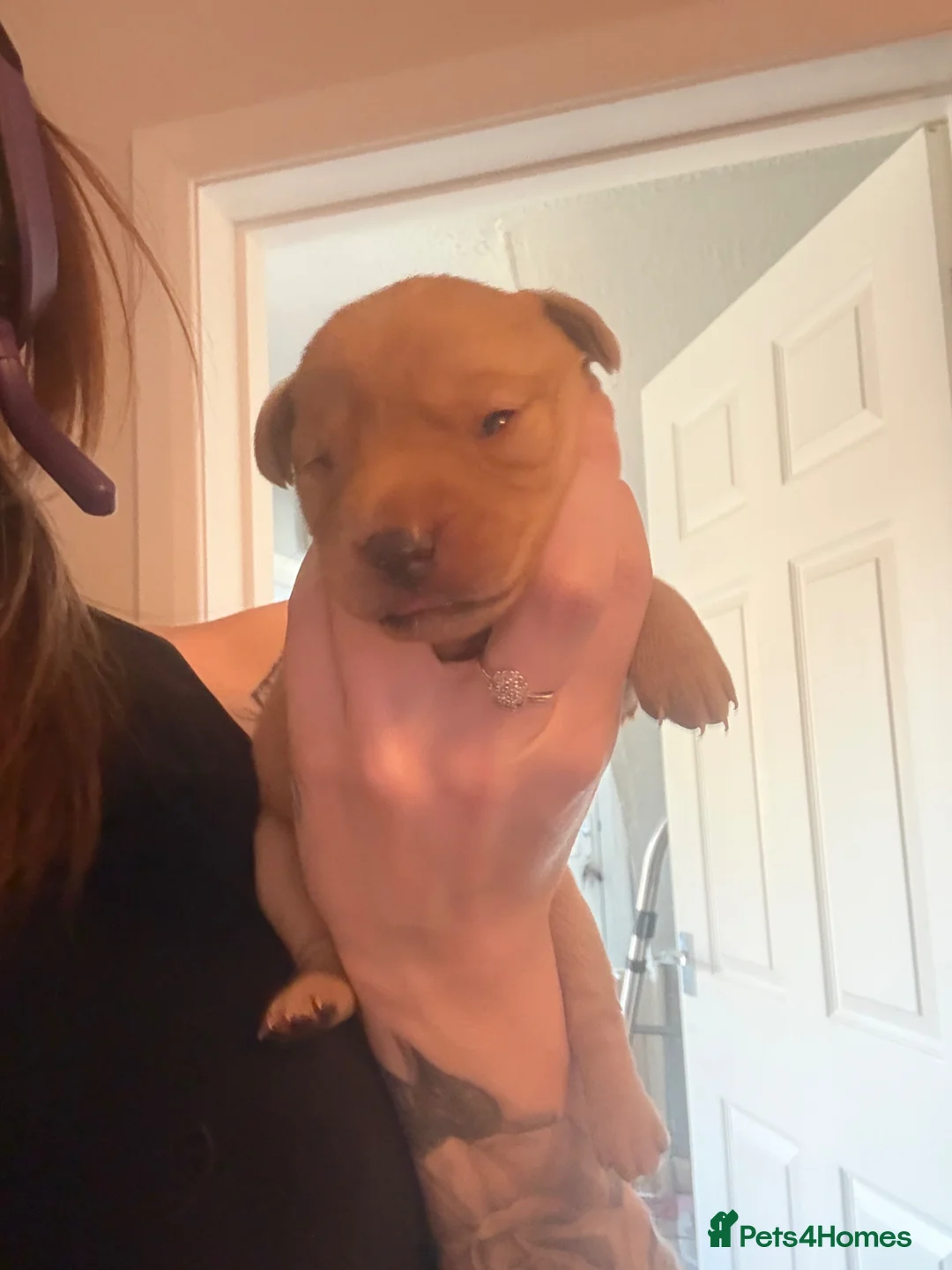 Labrador Retriever dogs for sale: 🐶 KC Registered Fox Red Labrador Puppies 🐶 - Advert 2