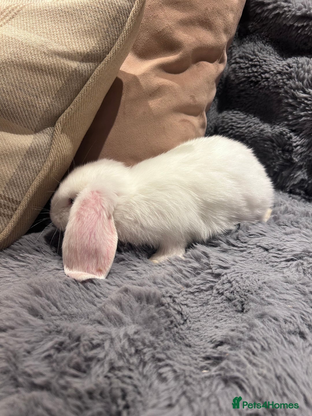 French Lop rabbits for sale: Pure bred French lop bunnies - Image 19