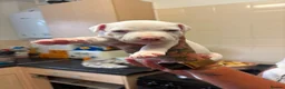 Staffordshire Bull Terrier dogs for sale: Puppys puppys puppys - Advert 4