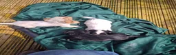 Cocker Spaniel dogs for sale: Cocker spaniel boys  - Advert 4
