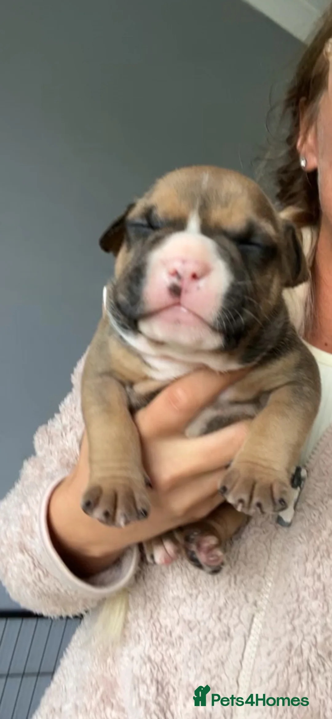 American Bully dogs for sale: RemiXzorro breeding  - Advert 16