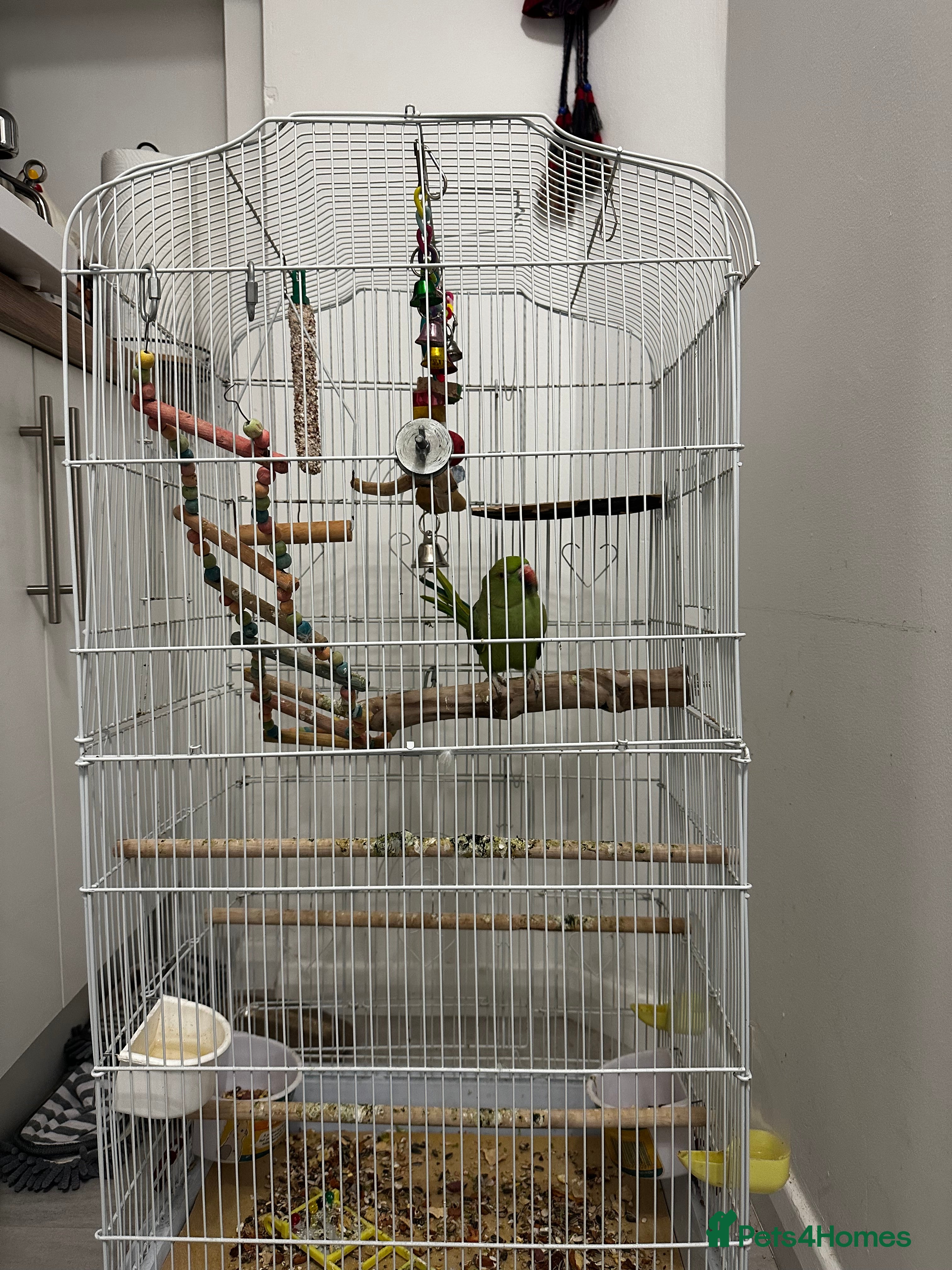 Parakeets birds Indian rose ringed parakeet - Advert 1