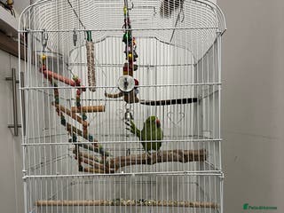 Parakeets birds Indian rose ringed parakeet - Advert 4