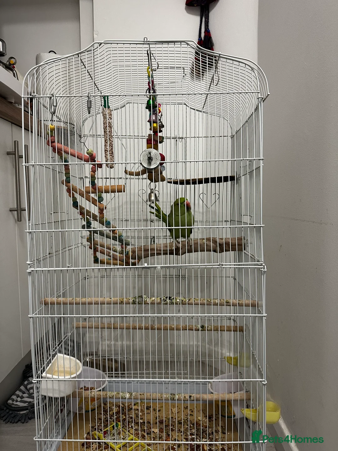 Parakeets birds for sale: Indian rose ringed parakeet - Advert 1