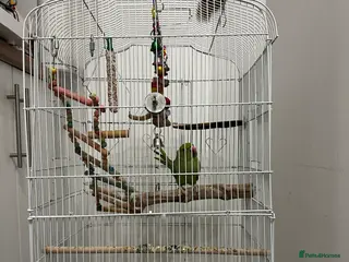 Parakeets birds Indian rose ringed parakeet - Advert 2