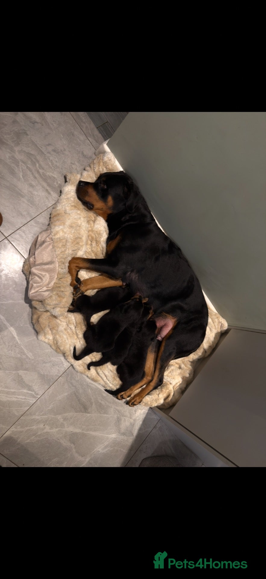 Rottweiler dogs Rottweiler puppies  - Advert 2