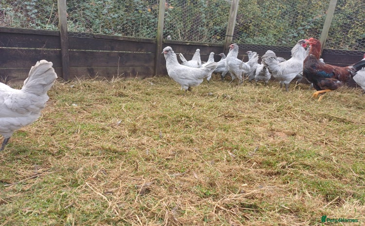 Chickens poultry - Advert 7