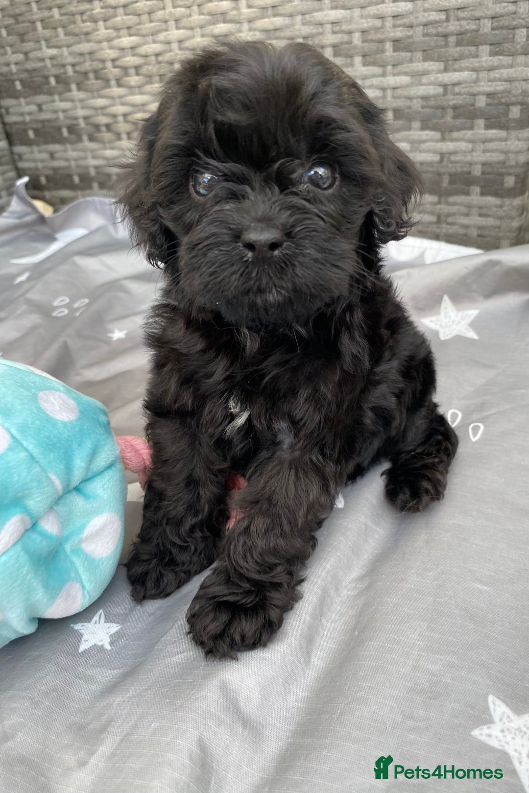 Cavapoo dogs for sale: Extensively Health tested F1 Toy Cavapoo puppies - Image 10