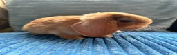 Mini Lop rabbits for sale: 🦋Pure Breed Mini plush lop 🦋 in Halstead - Advert 14